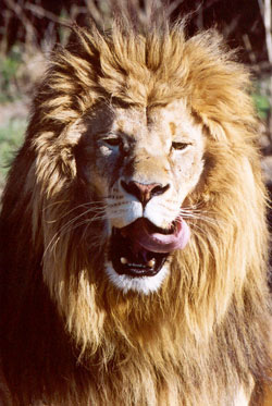 lion licks his chops
