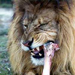 lion biting bone