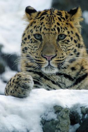 amur leopard portrayal