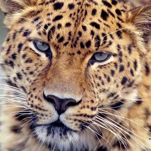 http://www.bigcatrescue.org/images/000BigCatPhotos/NotBCRcats/leopard/amurleopardface.jpg