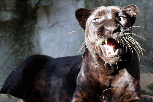 Leopard-Not-Black-Panther-Saber_09